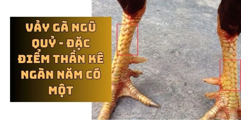 Thông tin liên quan đến đặc điểm vảy ngũ quỷ